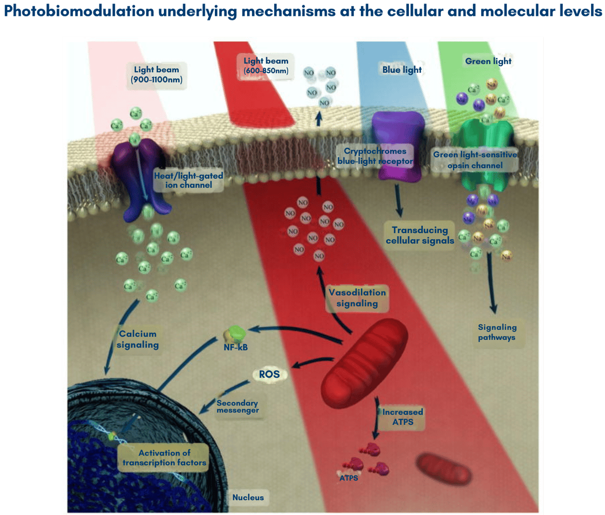 Innovative, Non-Invasive PBM Therapy for Neurological Healing