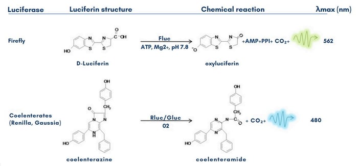 bioluminescence-reaction