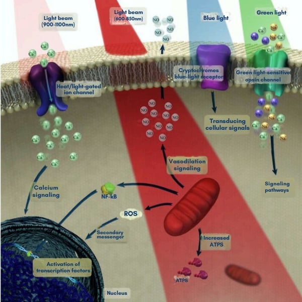 brain-photobiomodulation-therapy