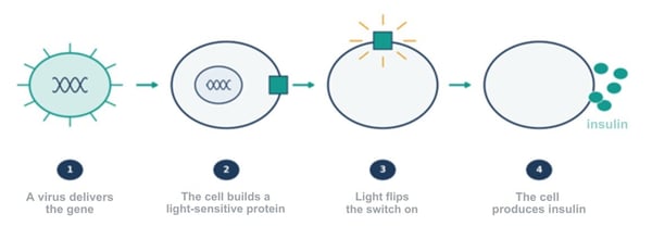 how-optogenetics-works