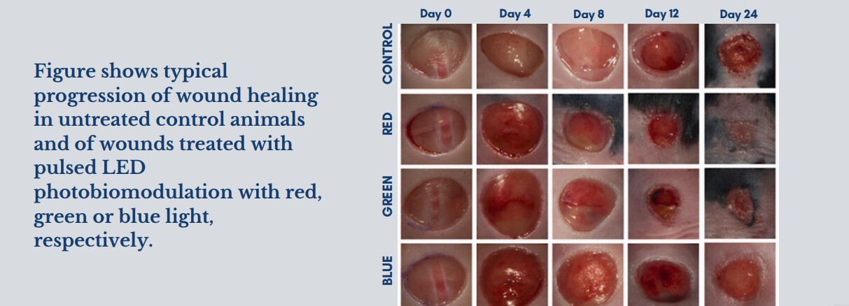 progression-of-wound-healing